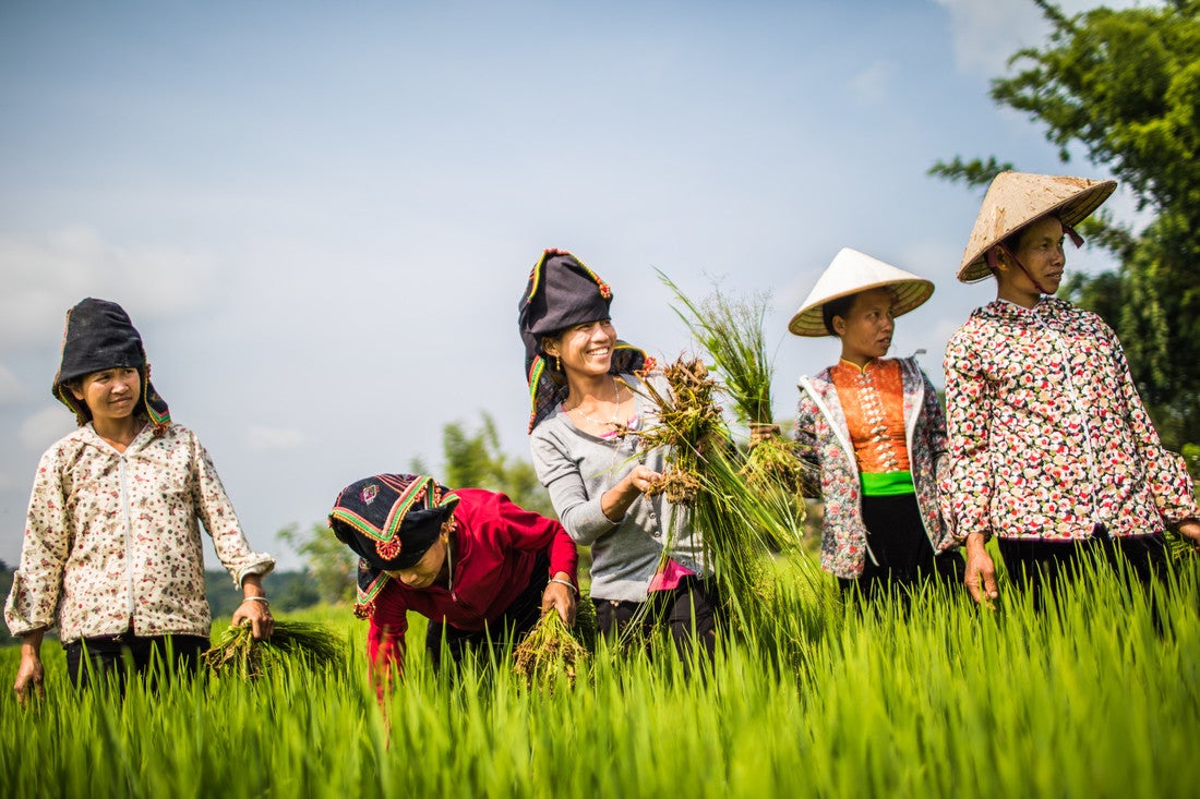 Un grupo de mujeres con sombreros trabajan en un campo.