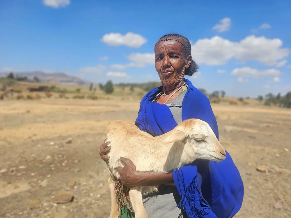 An aged Ethiopian woman, outdoors, looking at the camera with a lamb on her lap.