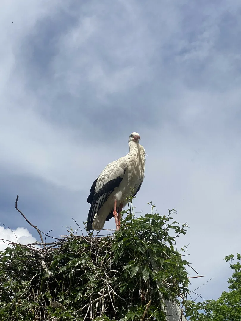 Image of a stork standing atop greenery with sky in background.