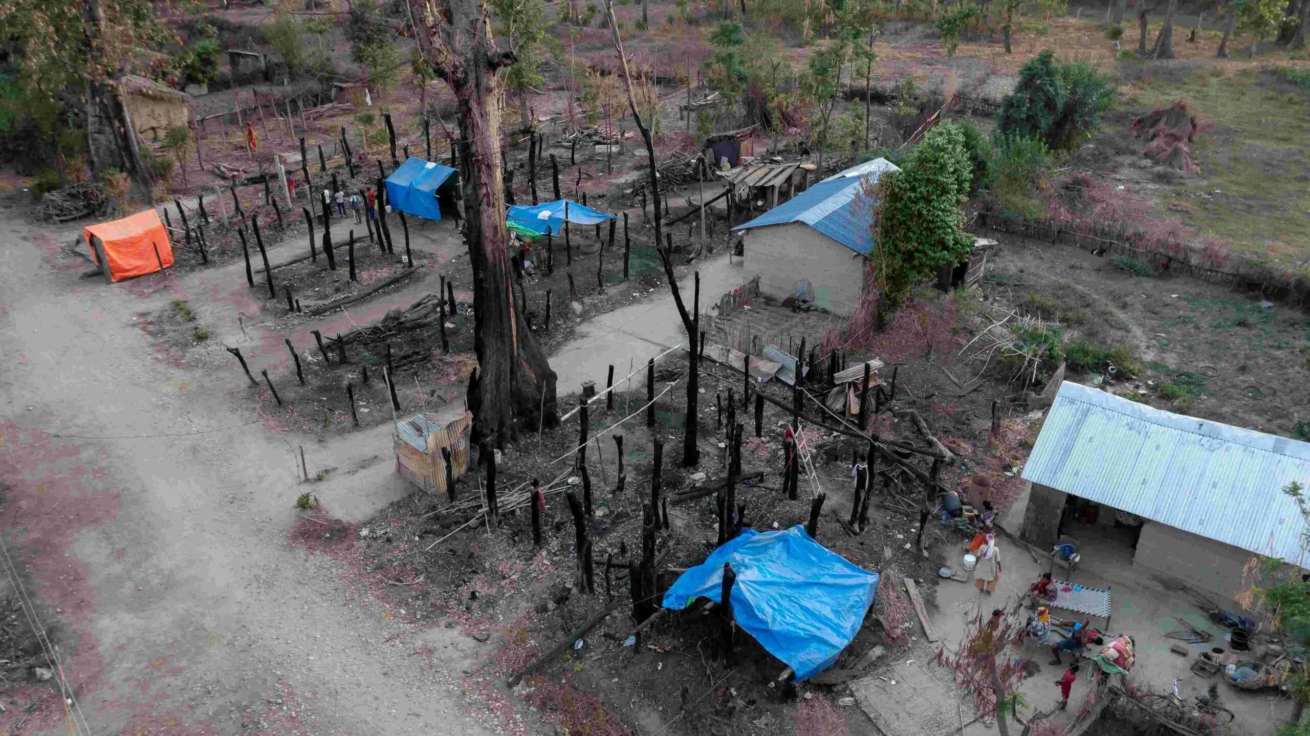 Aerial view of a rural landscape showing charred black trees of various sizes, engulfed by fire, interspersed with a few makeshift shelters made of tarpaulin. The devastation highlights the impact of the fire on the environment and local community.