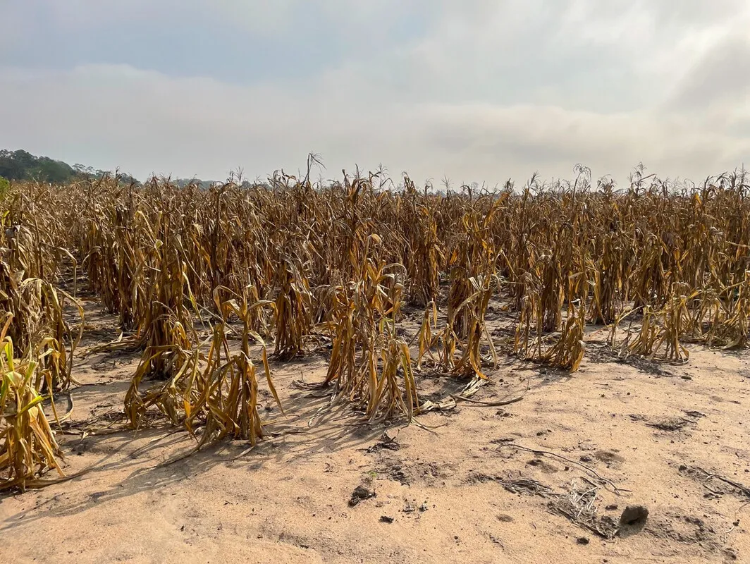 Dried-up maize plants in Cabo Delgado, Mozambique, illustrating the devastating effects of drought on agriculture in the region.