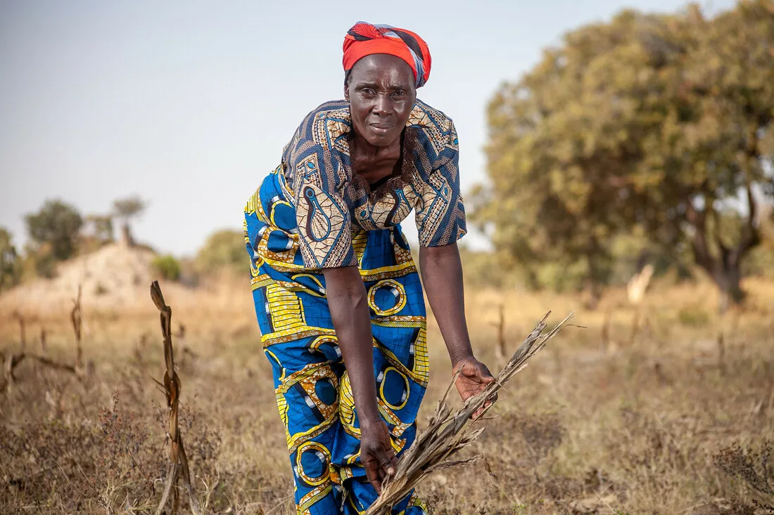 Reicco Mudenda Kamwaya, a 56-year-old Zambian farmer, stands amidst her withered crops, affected by the El Niño drought. The image depicts the widespread devastation caused by the drought to agriculture in Zambia.