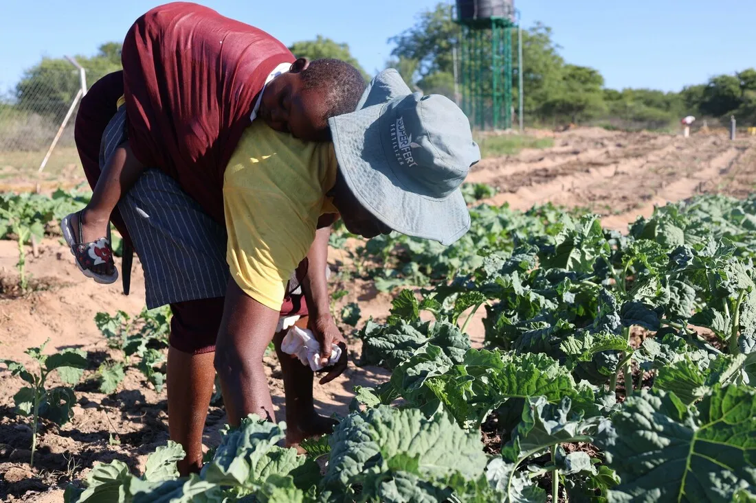 A female farmer in Chivi district, Zimbabwe, works in her field with her child tied to her back. The arid landscape and dry crops highlight the challenges faced by communities in the region due to drought and poverty.