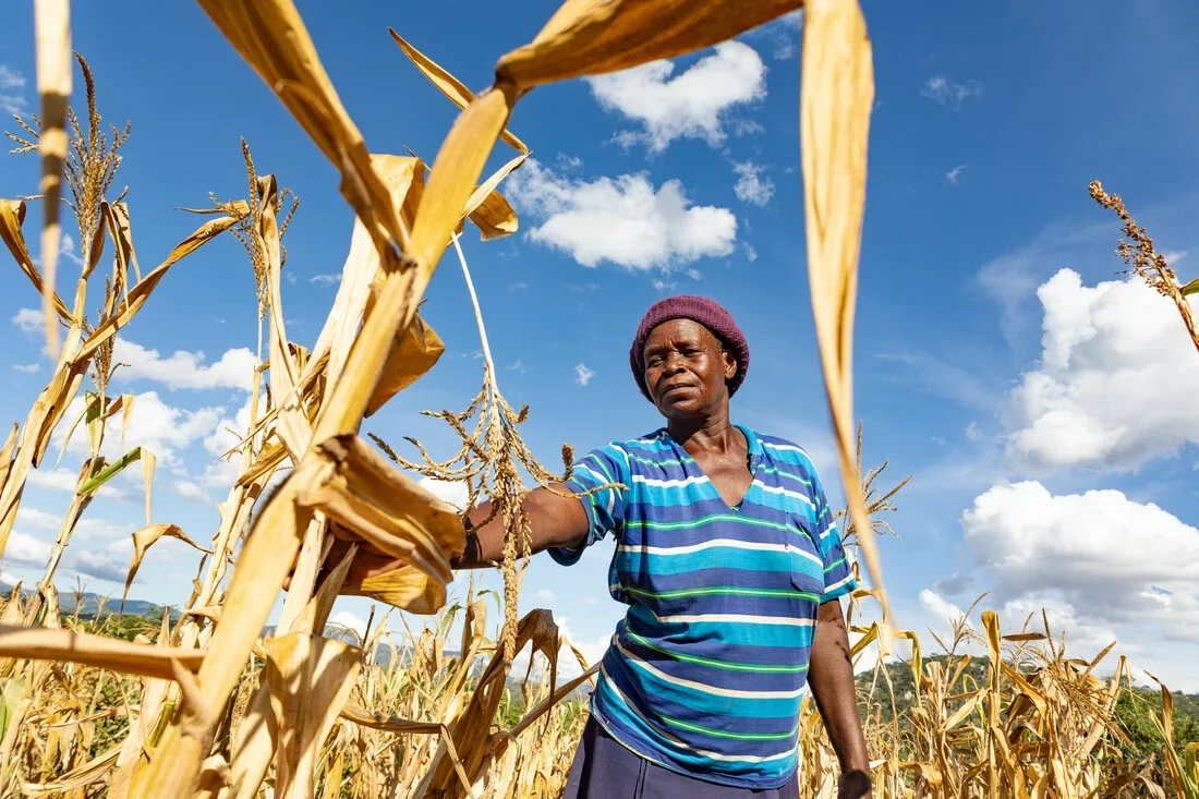 A Zimbabwean farmer, Anna Chitiyo, surveys her drought-stricken maize crop in Mutare. The stunted plants illustrate the devastating impact of El Niño on the region's agriculture and food security.