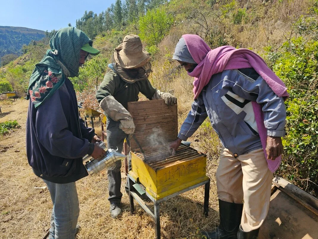 Three men with protective mask, hat, and gloves opening the beehive outdoors.