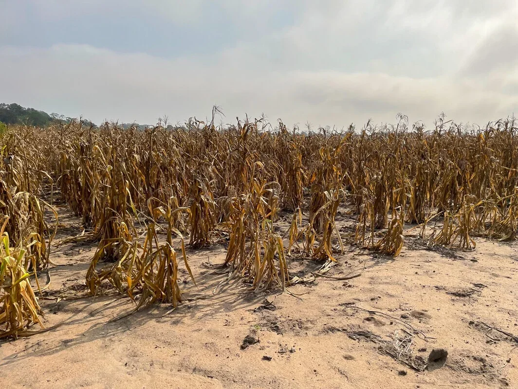 Dried, wilted maize plants in sandy soil