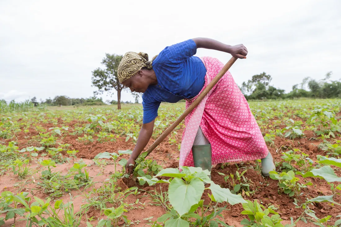 A woman leans over to hoe in a field.