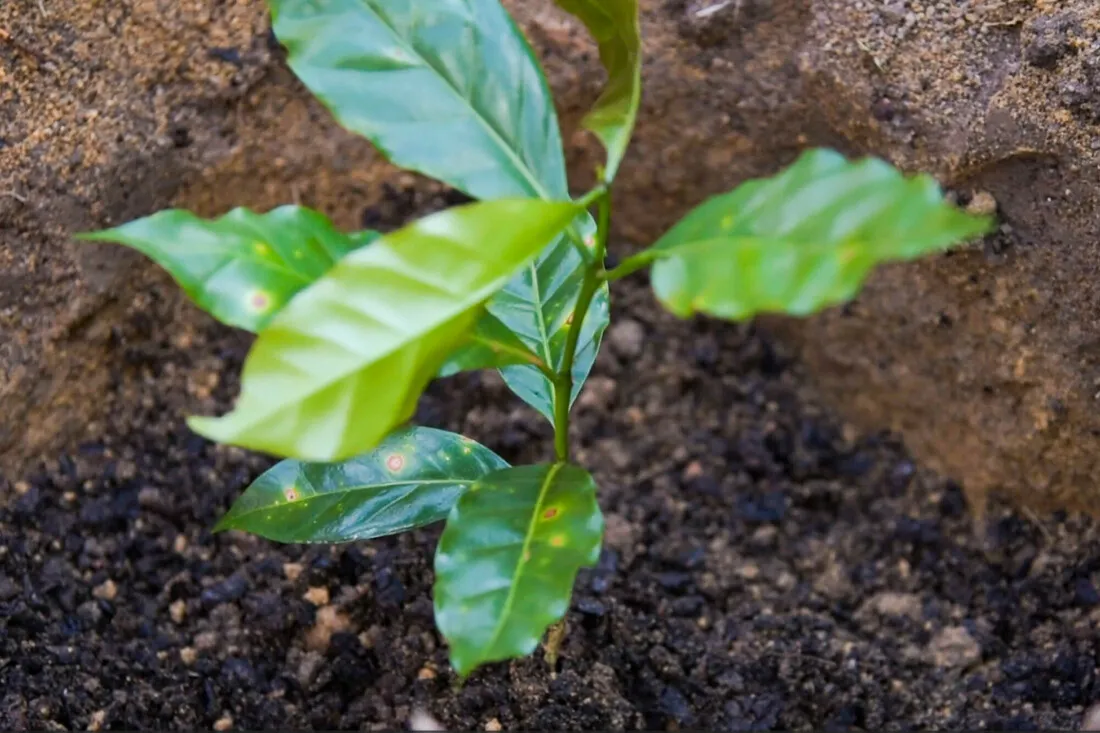 A green coffee seedling poking out of soil.