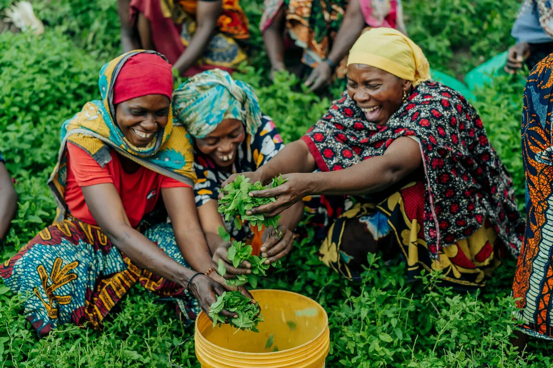 Three women smile while gathering greens into a bucket.