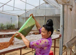 A Vietnamese woman pours grains from a large green bucket.