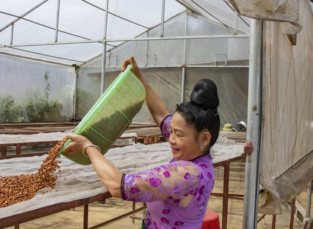 A Vietnamese woman pours grains from a large green bucket.